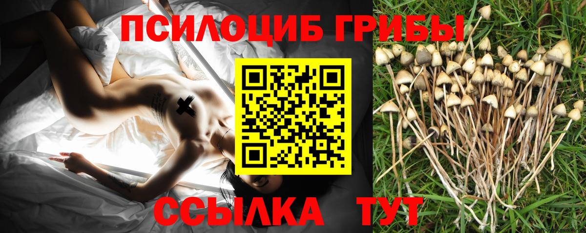 Мценск  Псилоцибиновые грибы Cubensis  Вход с VPN 